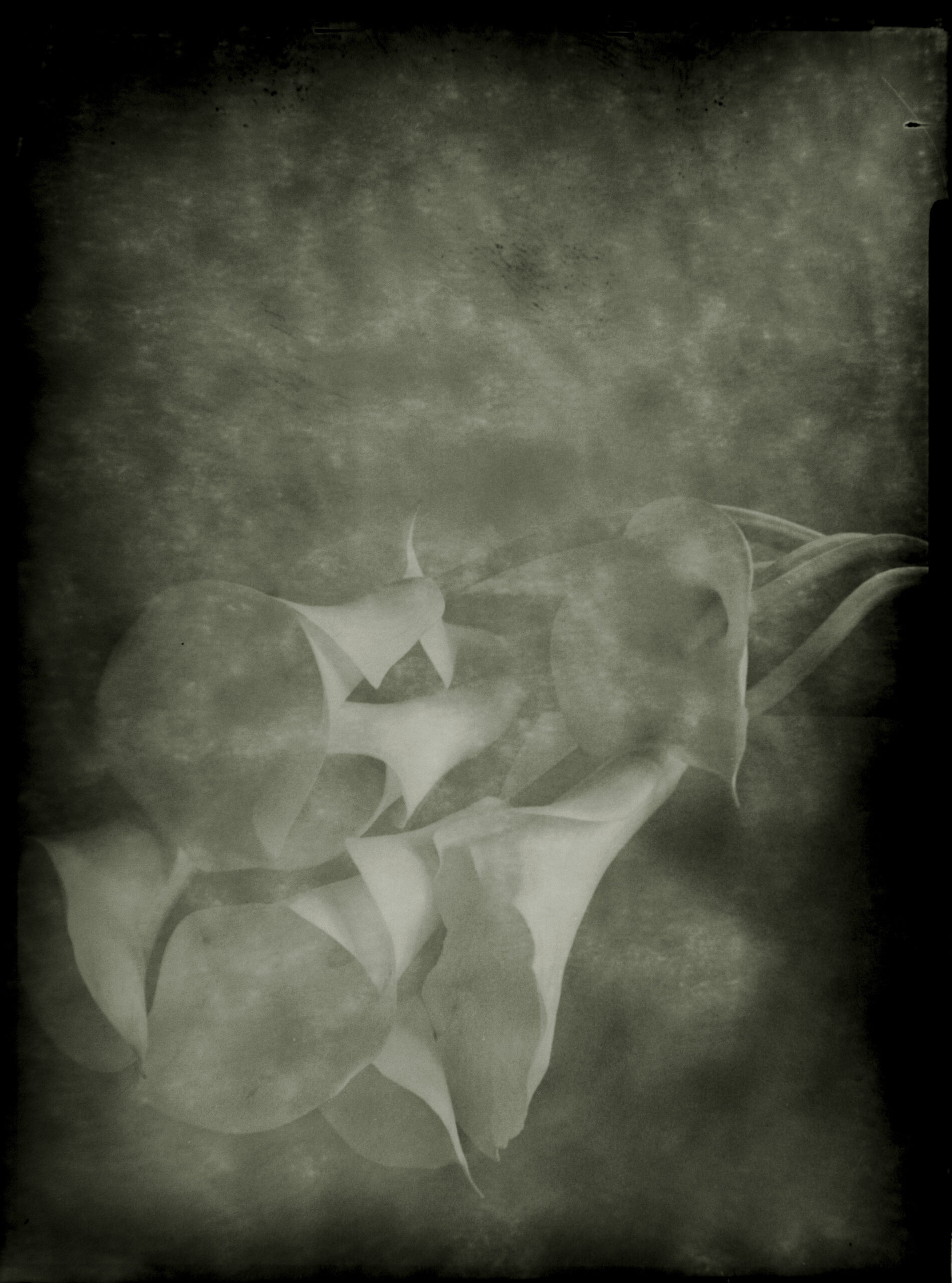 POL_0007n